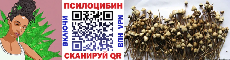 Псилоцибиновые грибы Psilocybine cubensis  Вичуга 